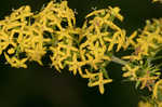 Yellow Spring bedstraw 